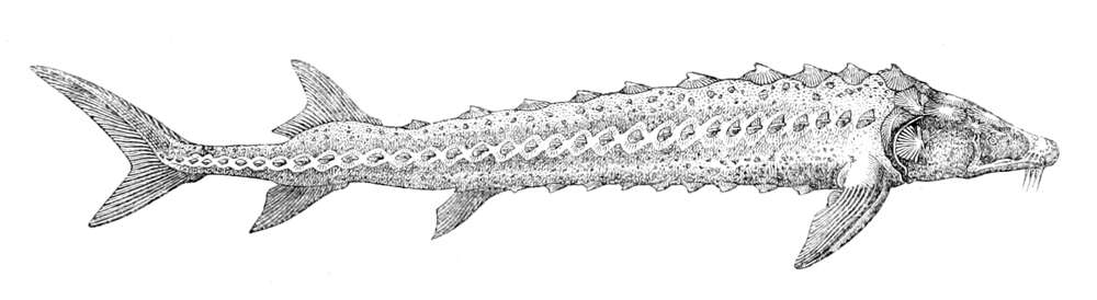 Image of Bastard Sturgeon