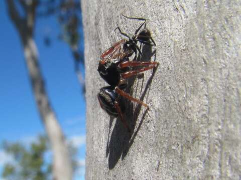 Plancia ëd Zenodorus metallescens (L. Koch 1879)