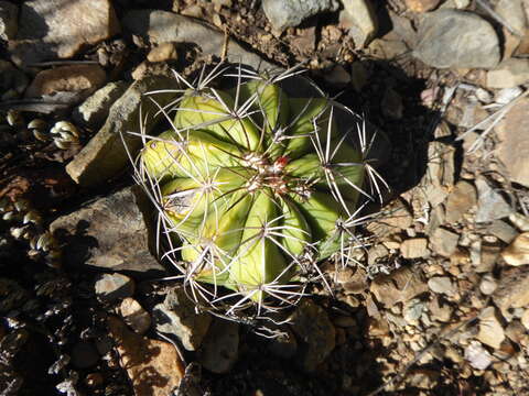 Melocactus peruvianus Vaupel resmi