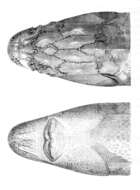 Image of Russian Sturgeon