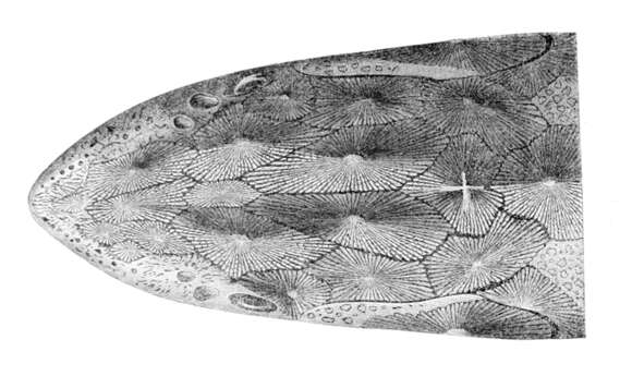 Image of Adriatic Sturgeon