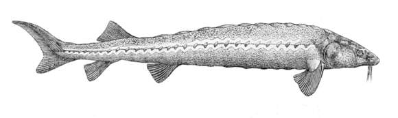 Image of Adriatic Sturgeon