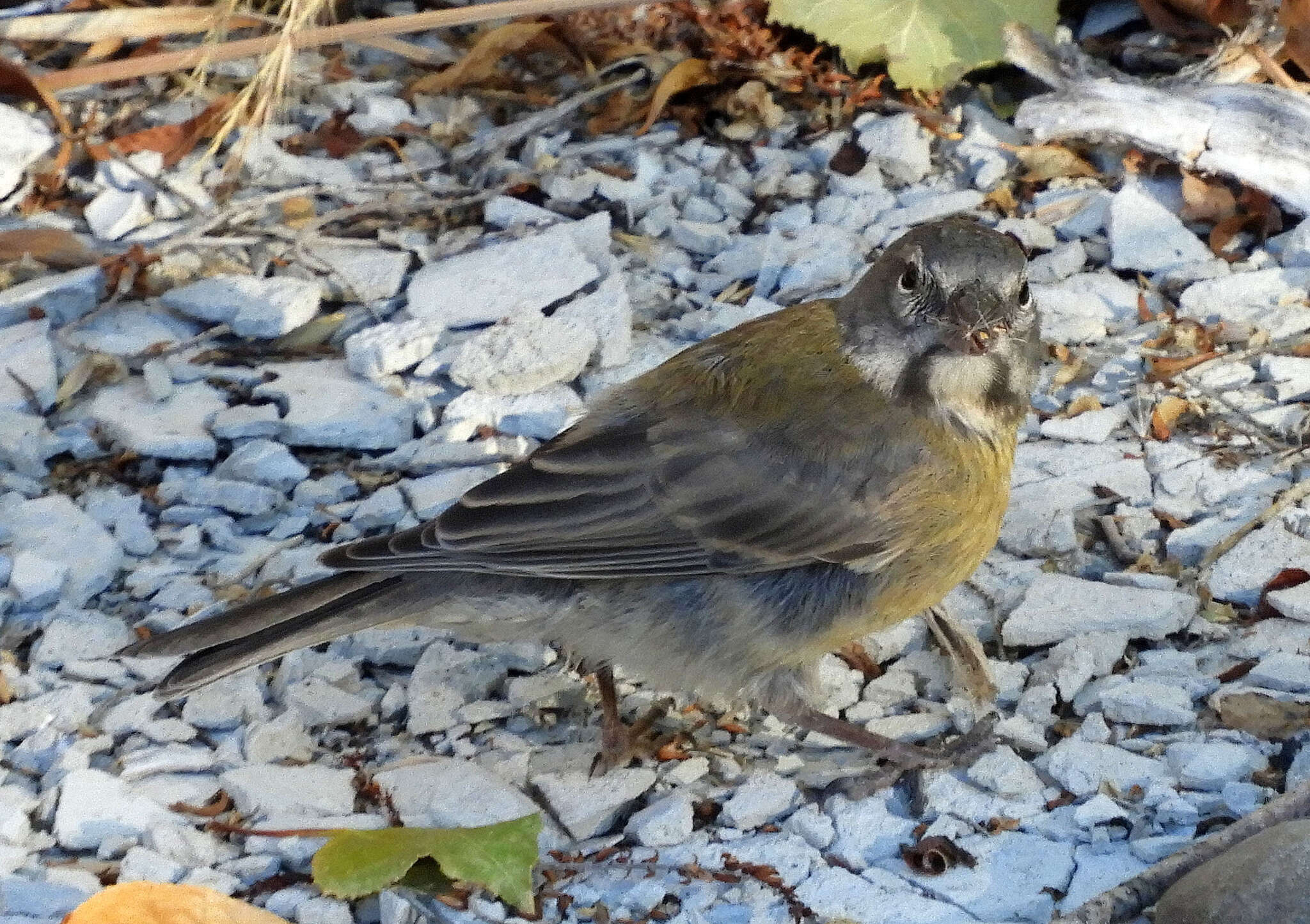 Image of Gray-hooded Sierra-Finch
