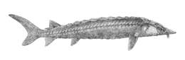 Image of Atlantic Sturgeon