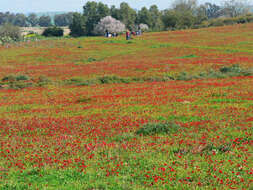 Imagem de Anemone coronaria L.