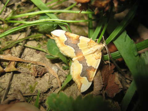 Image of barred yellow