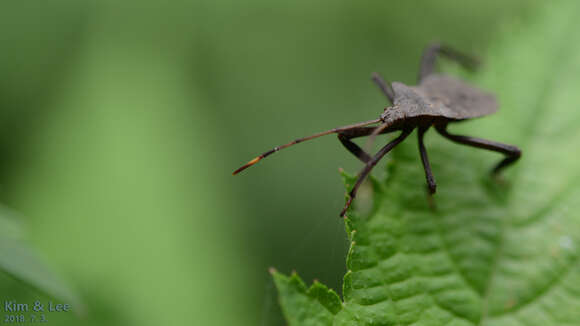 Image of Molipteryx fuliginosa (Uhler 1860)