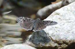 Image of Erynnis pacuvius lilius Dyar 1904