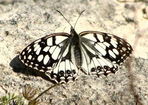 Image of Melanargia occitanica