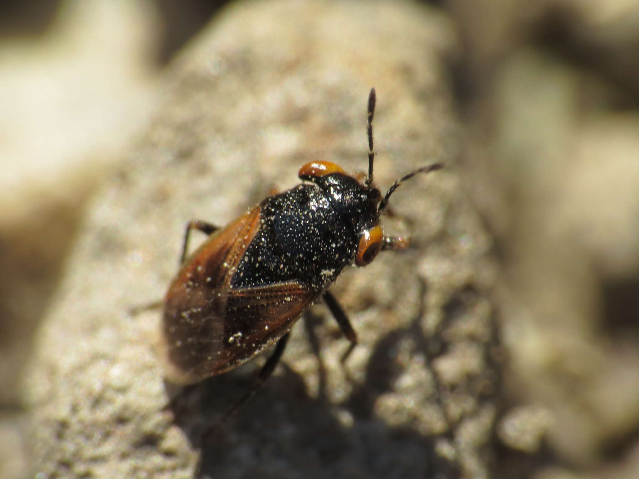 Image of <i>Geocoris pallidipennis</i>