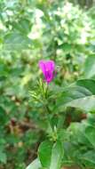 Image of Hypoestes purpurea (L.) R. Br.