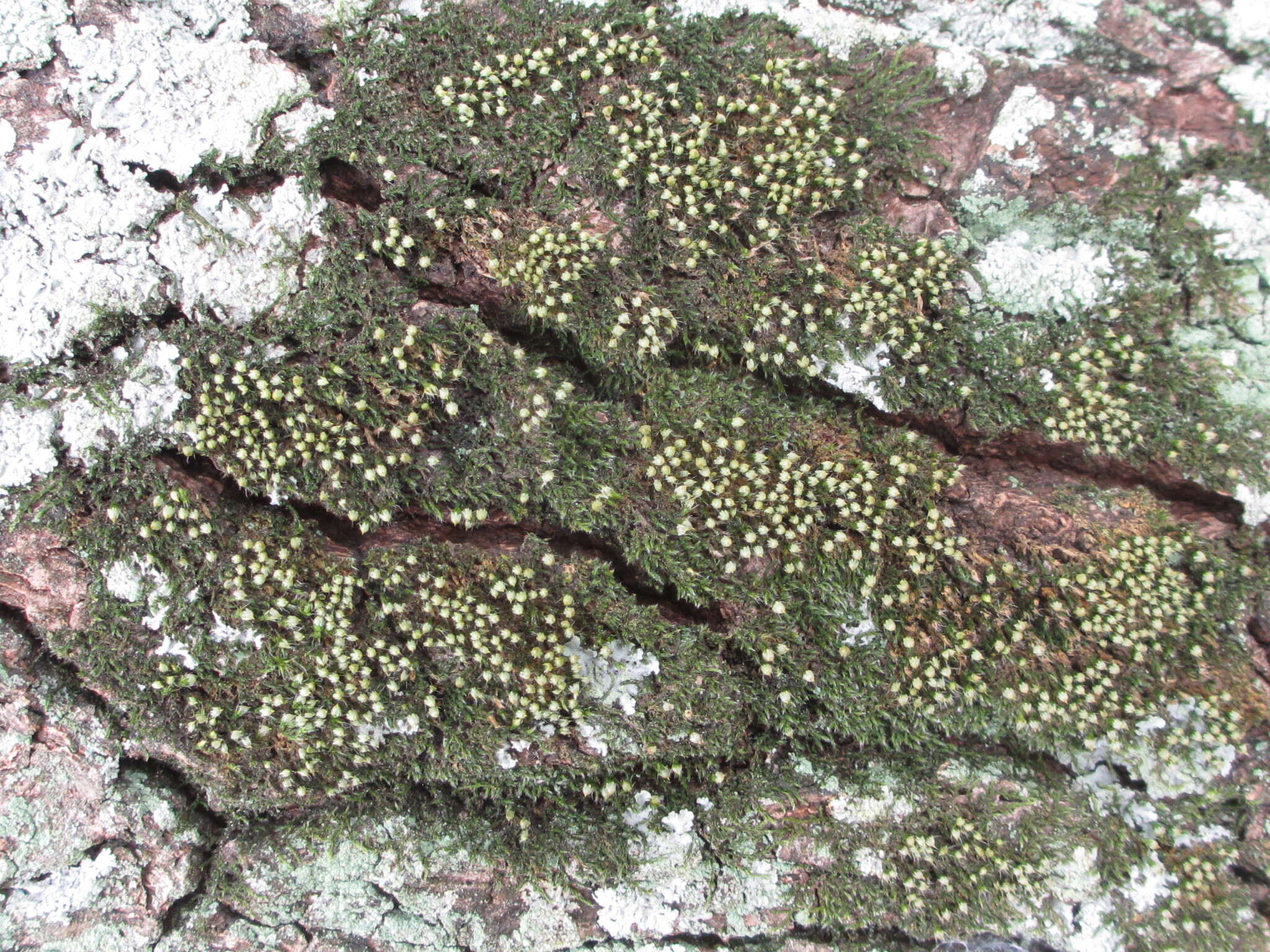 Image of China venturiella moss