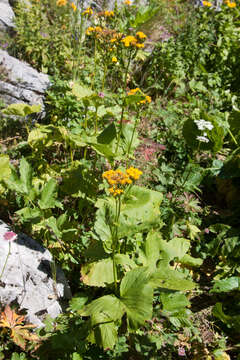 Image of Caucasalia pontica (K. Koch) Greuter