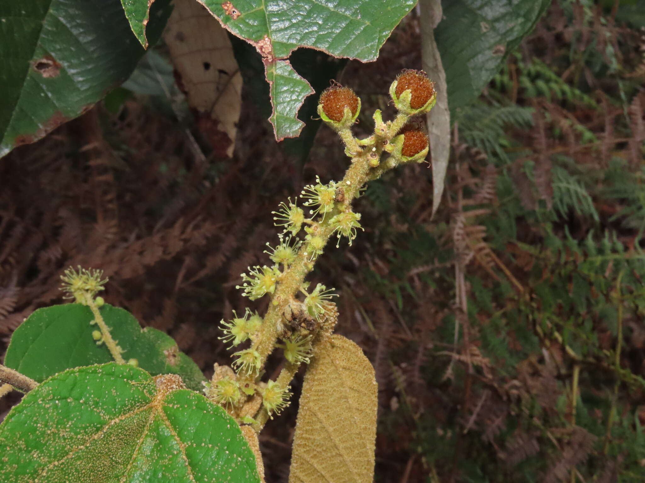 Image of Croton mutisianus Kunth