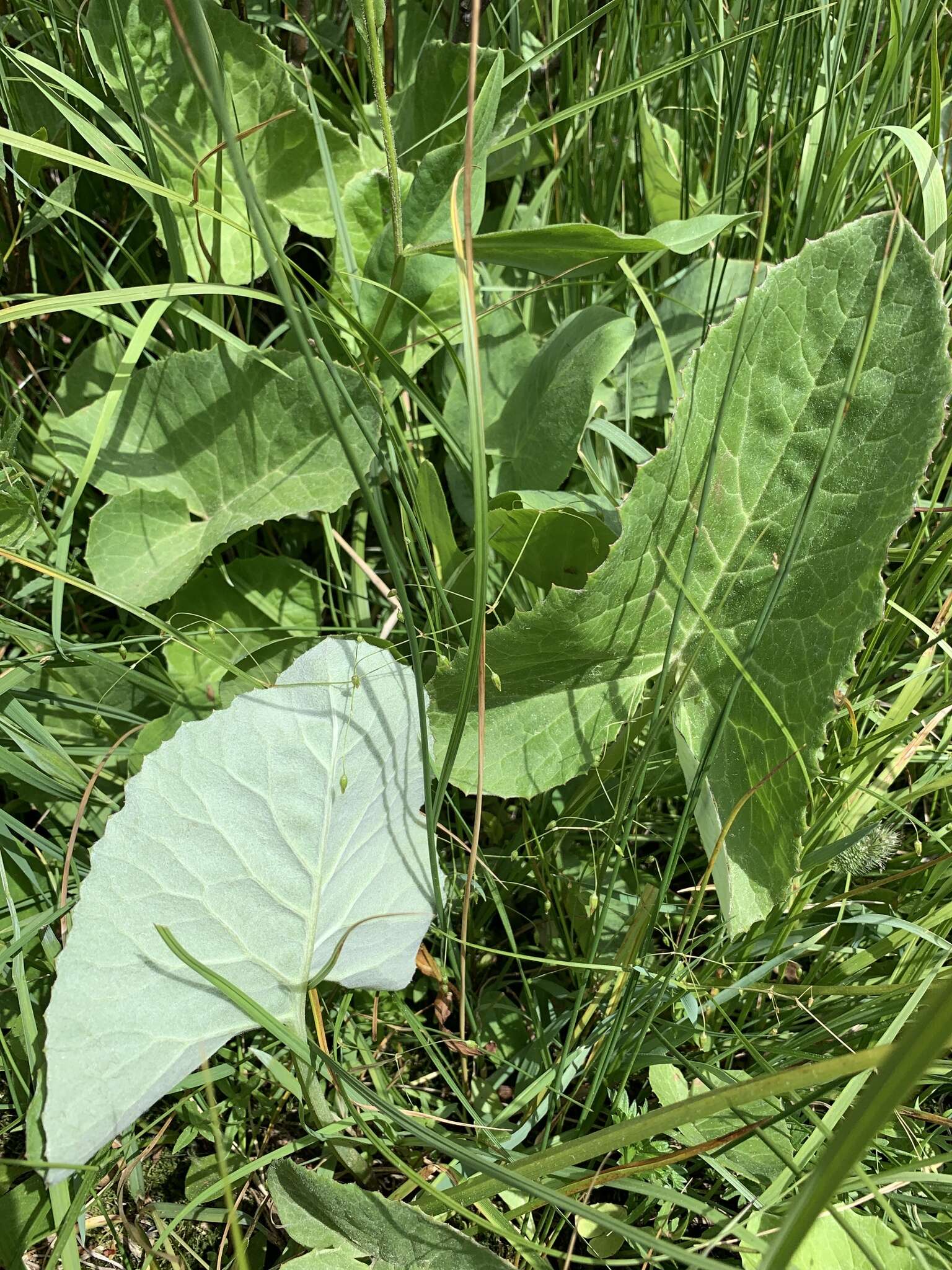 Image of arrowleaf sweet coltsfoot