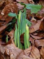 Image of daffodil