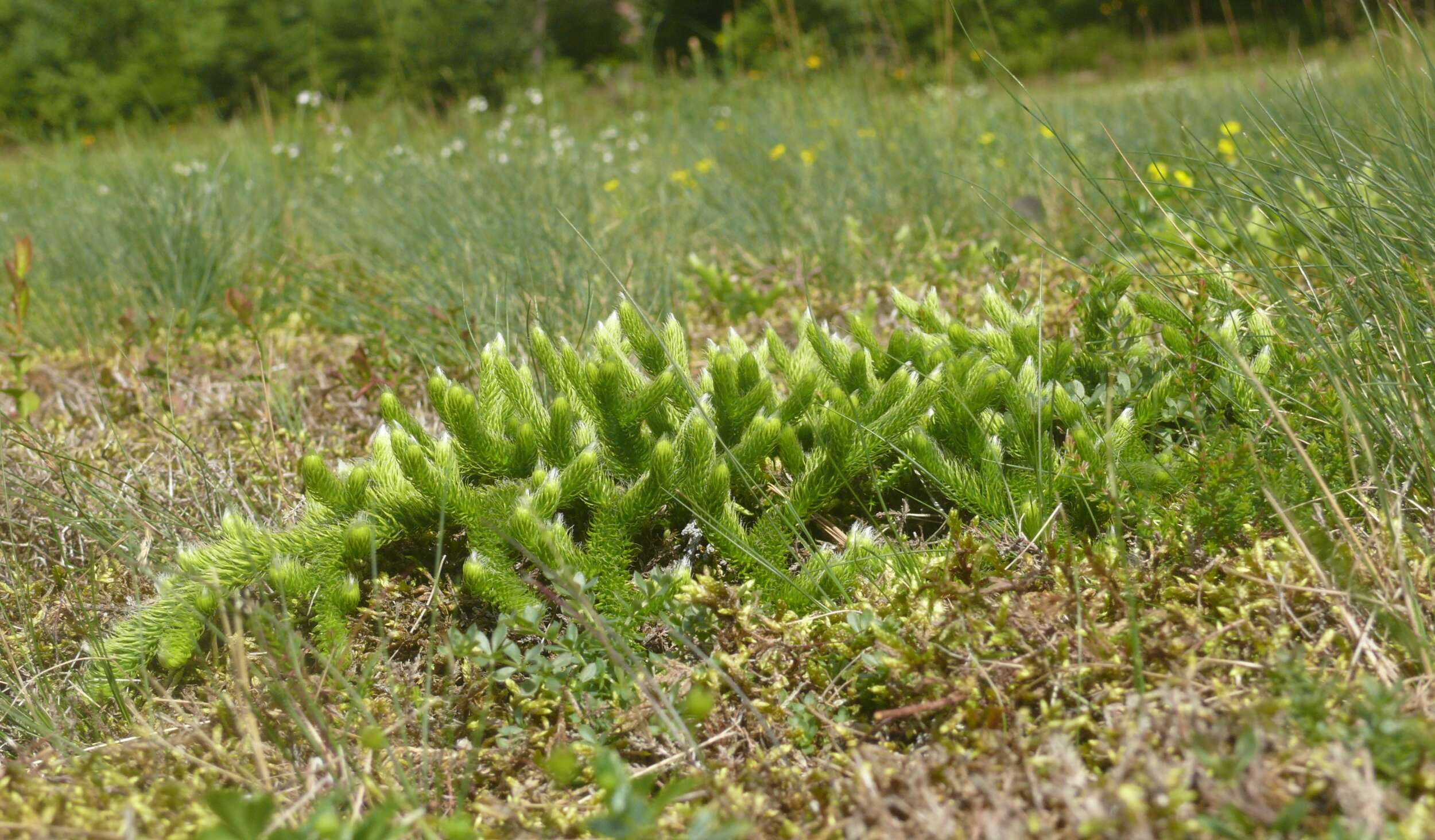 Image of Stag's-horn Clubmoss