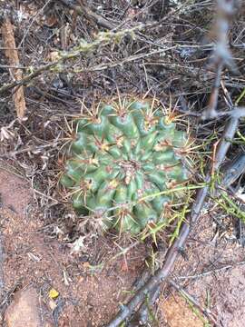 Image of <i>Eriosyce curvispina</i> subsp. <i>tuberisulcata</i>