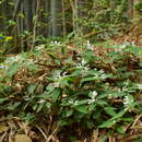 Image of Matsumurella chinensis (Benth.) Bendiksby