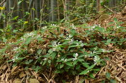 Matsumurella chinensis (Benth.) Bendiksby的圖片