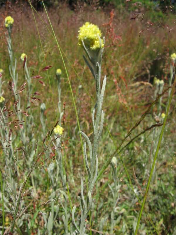 Image of strawflower