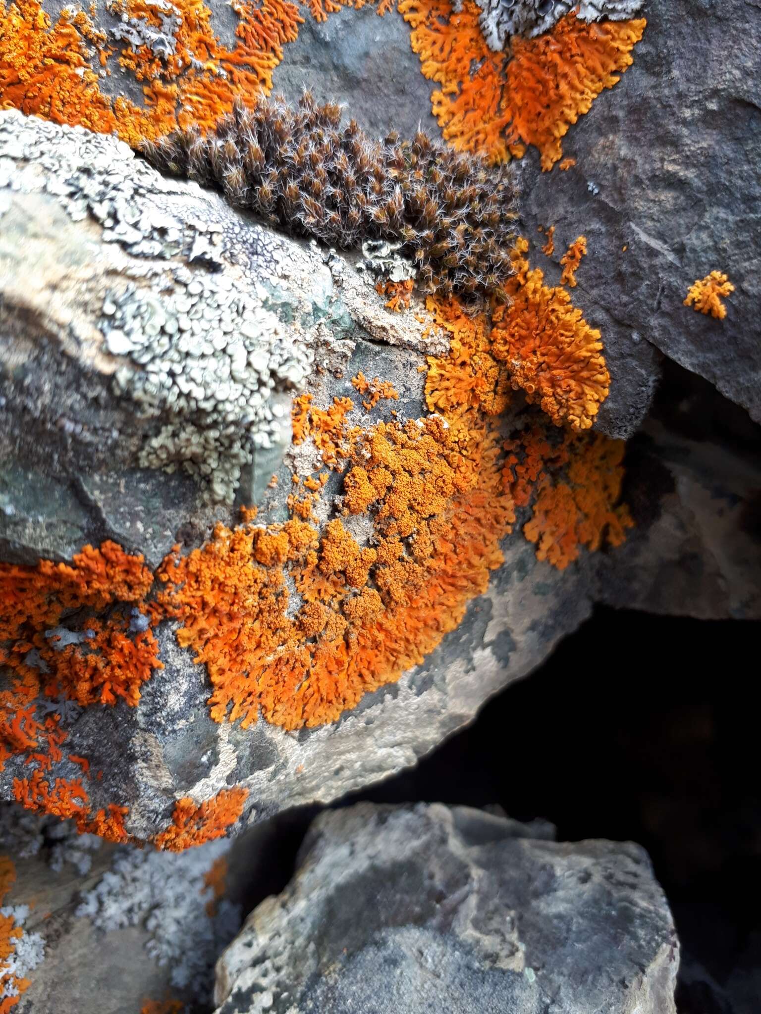 Image of orange wall lichen