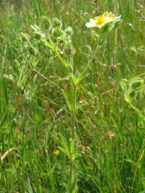 Image of sulphur cinquefoil