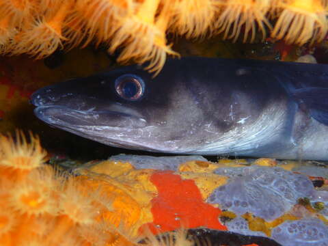 Image of Conger Eel