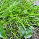 Image of northern sedge