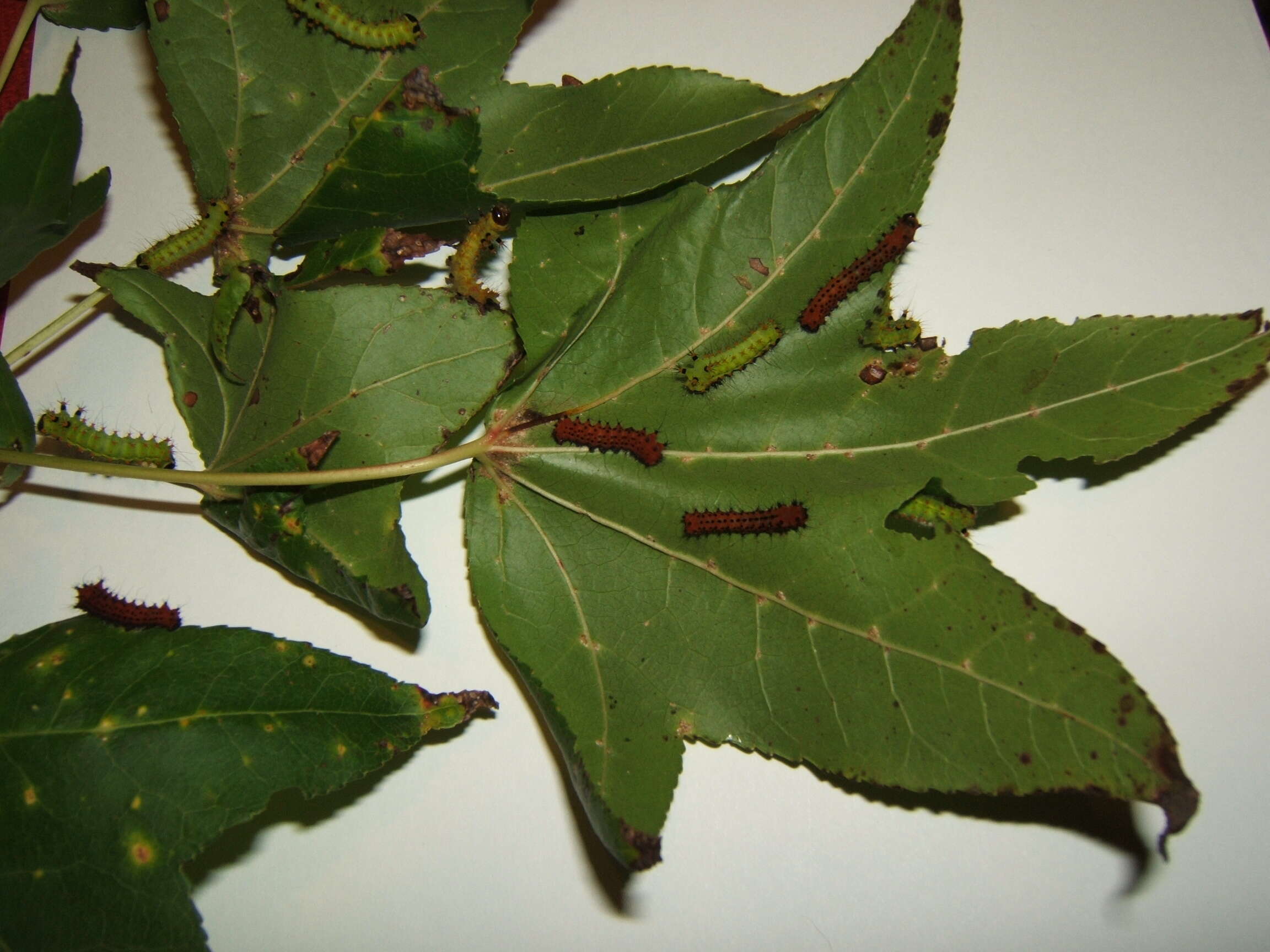 Image of Indian Luna Moth