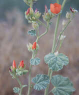 Image of desert globemallow