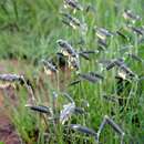 Imagem de Harpochloa falx (L. fil.) Kuntze