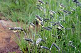 Harpochloa falx (L. fil.) Kuntze resmi