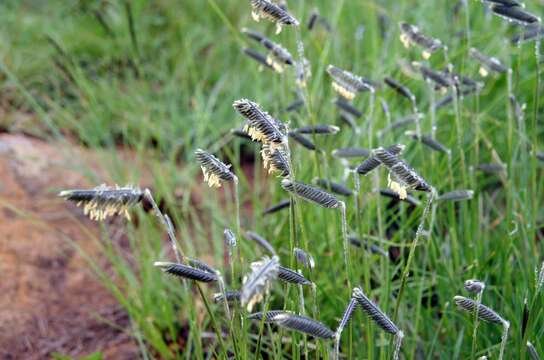 Harpochloa falx (L. fil.) Kuntze resmi