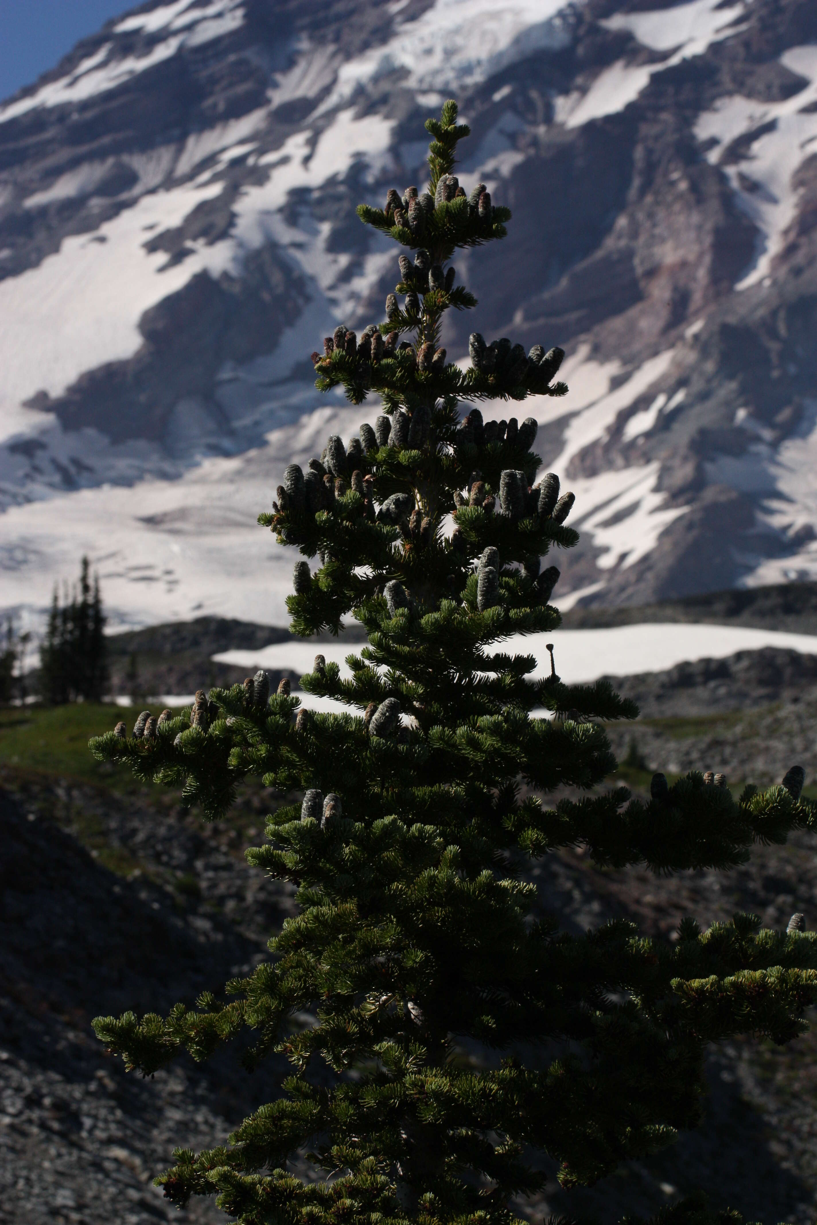 Image of subalpine fir