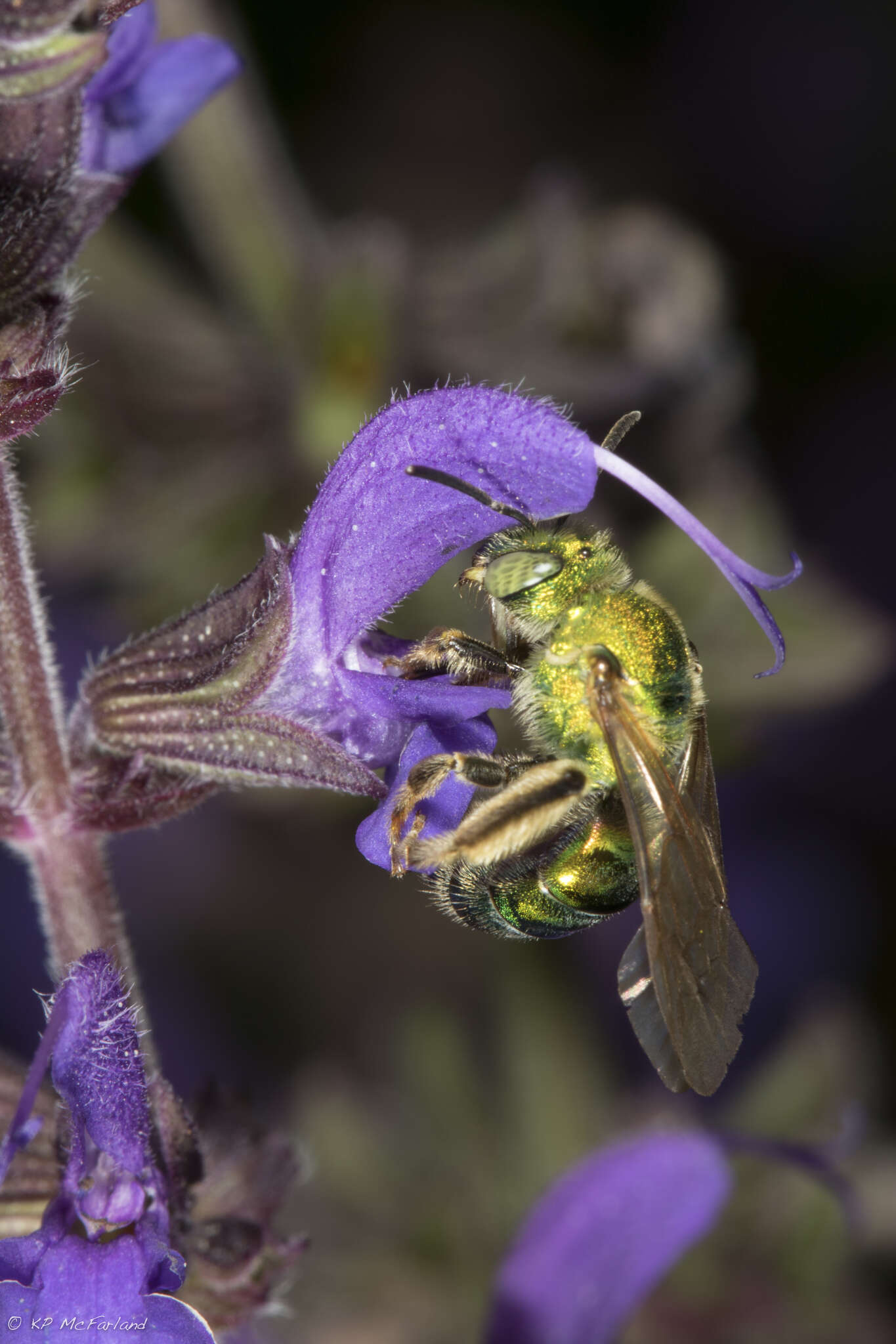 صورة Agapostemon sericeus (Förster 1771)