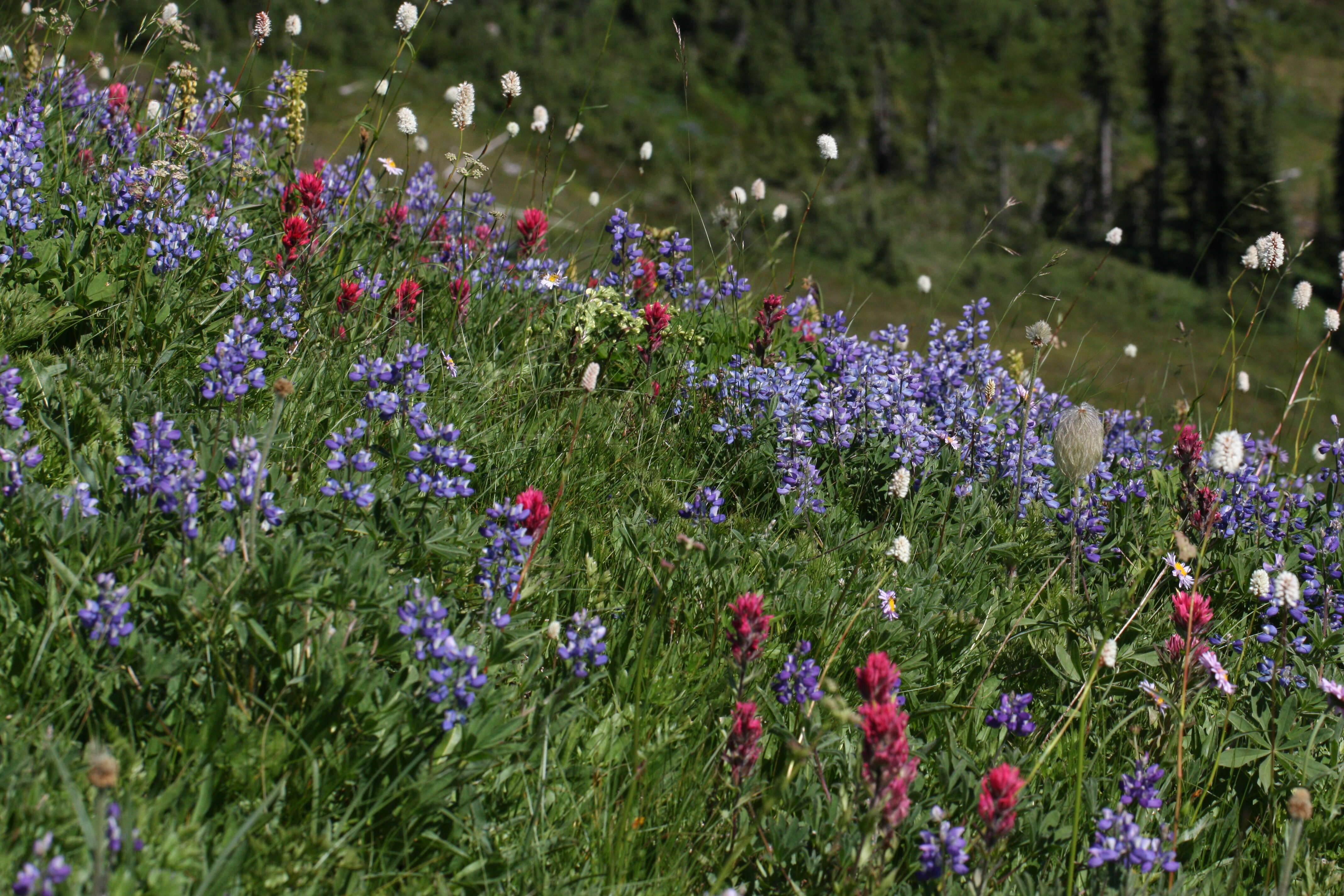 Image of broadleaf lupine