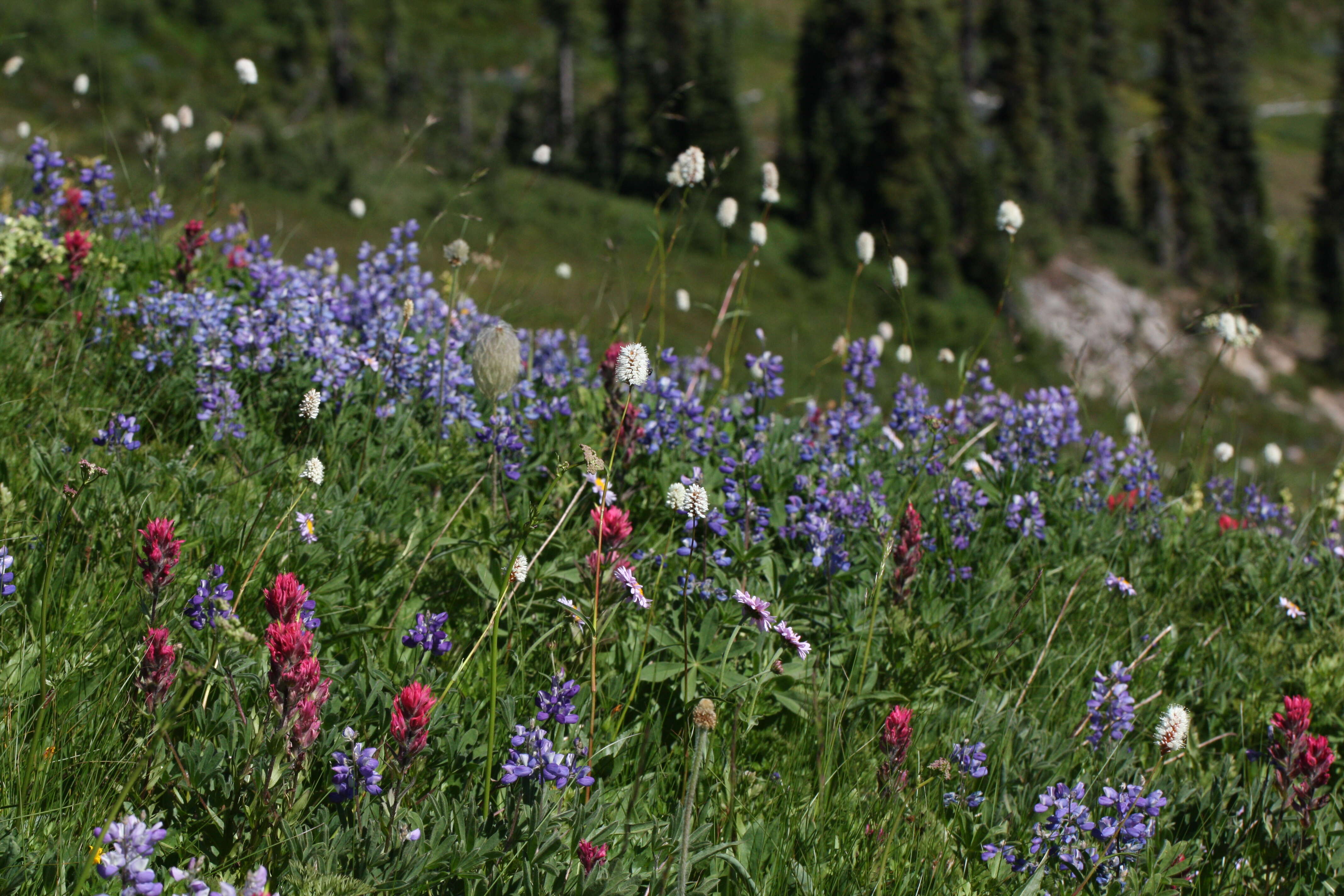 Image of broadleaf lupine