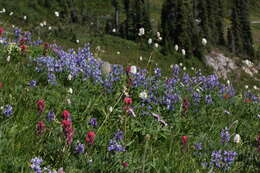 Image of broadleaf lupine