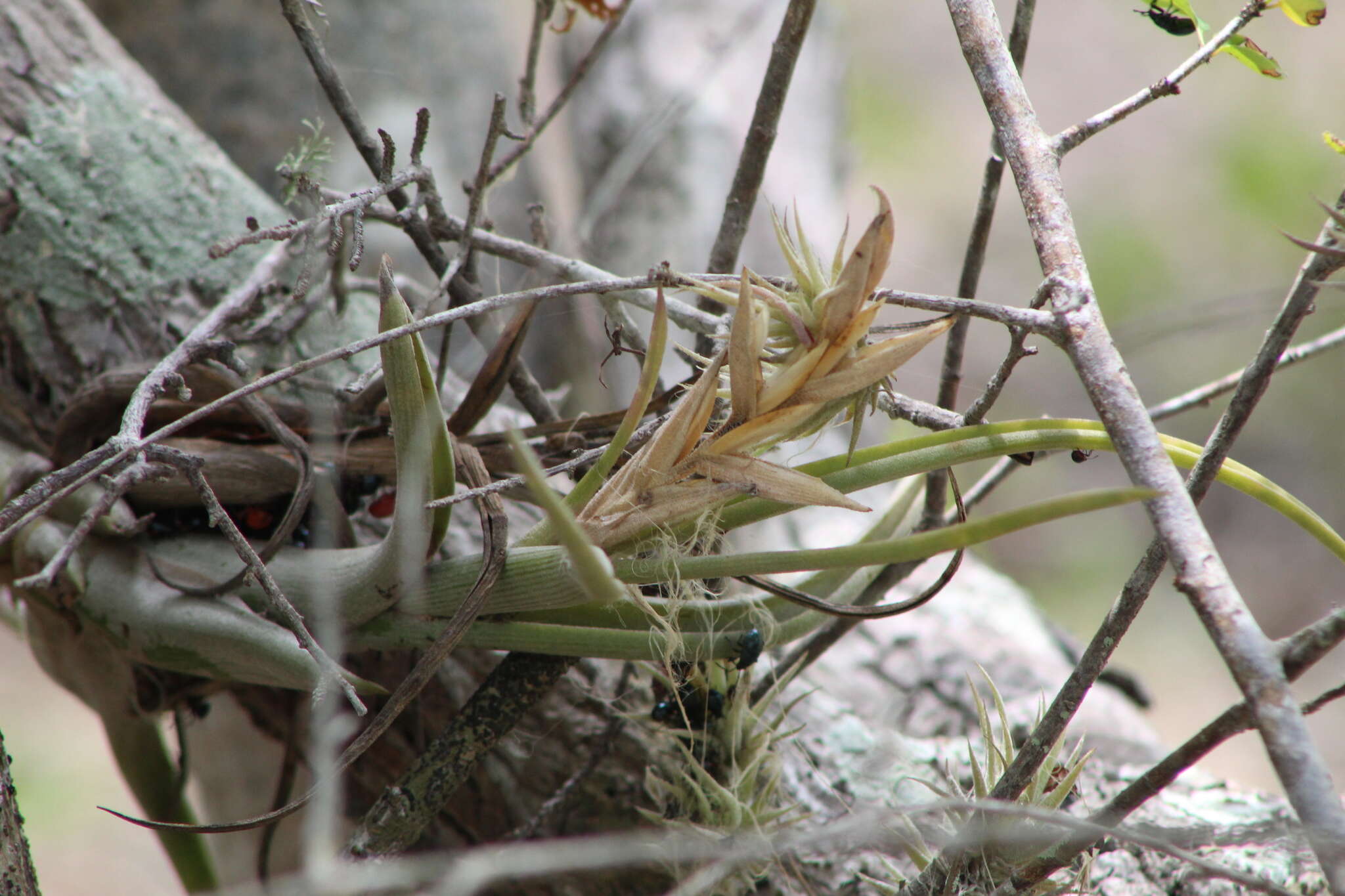 Tillandsia circinnatioides Matuda resmi