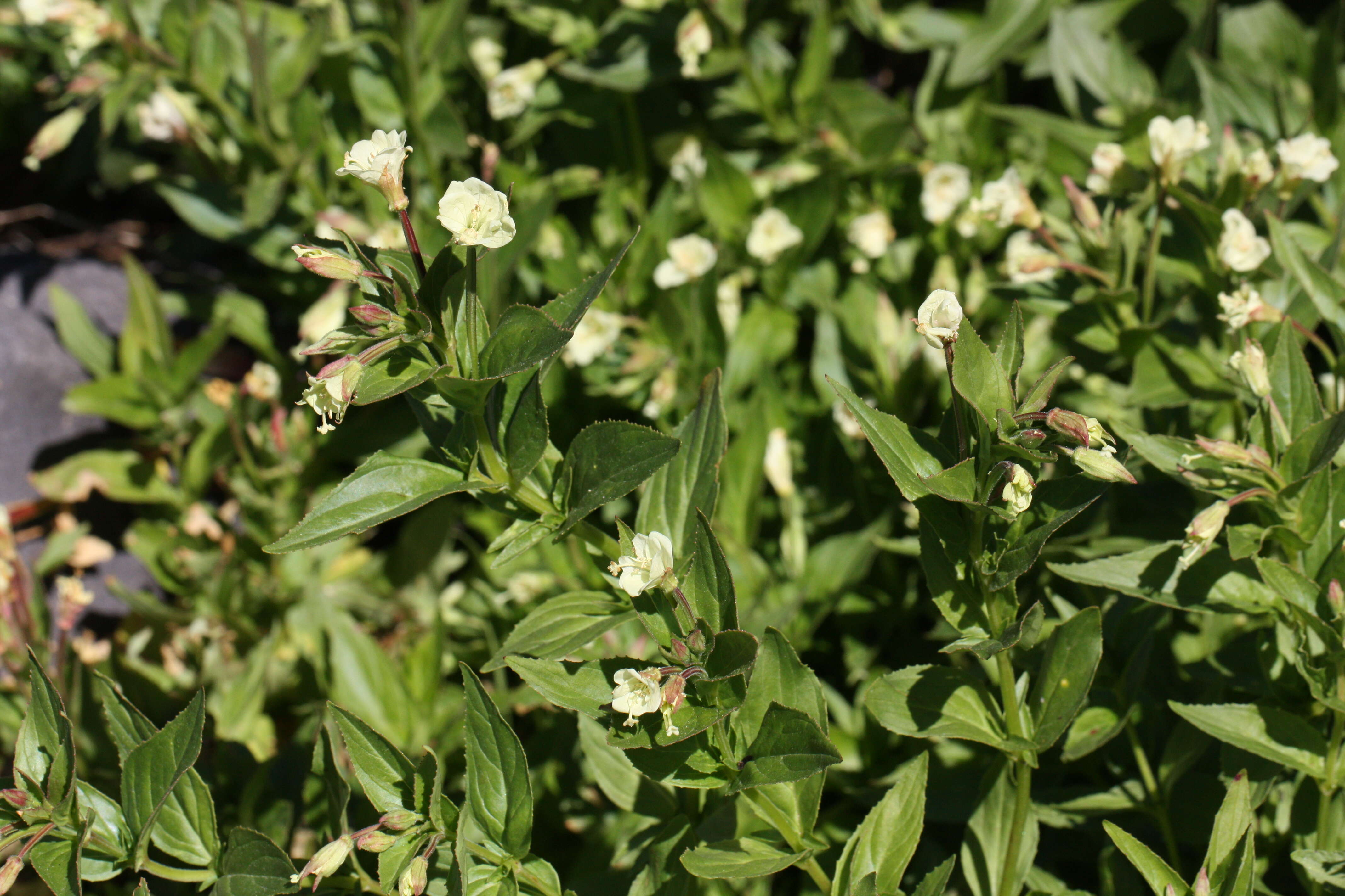 Image of willowherb