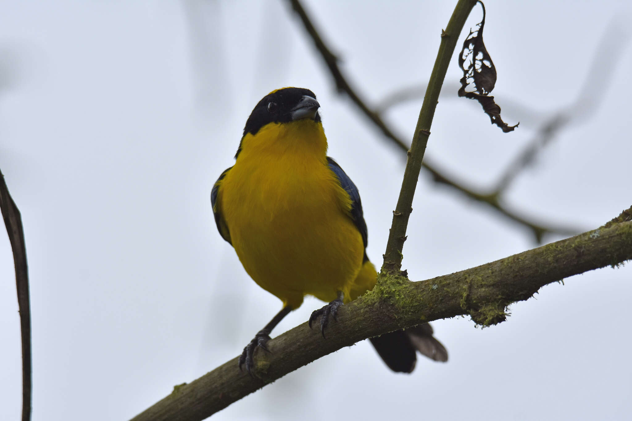 Image of Blue-winged Mountain Tanager