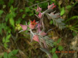 Image of Echeveria grisea Walther