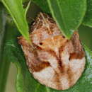 Image of <i>Hotea subfasciata</i>