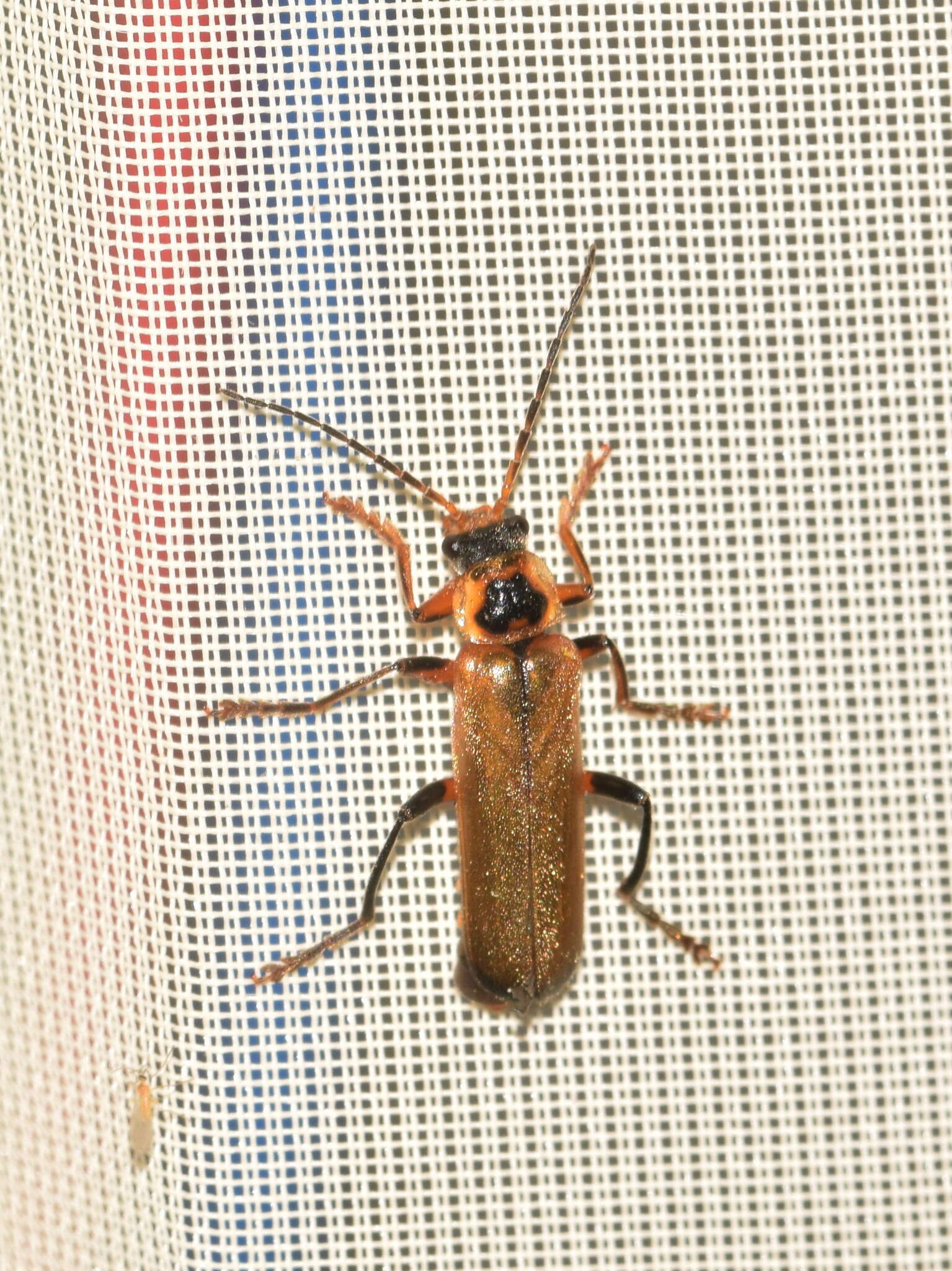 Image de <i>Cantharis terminata</i>