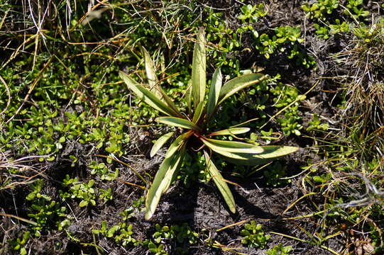 صورة Gentianella corymbifera subsp. gracilis Glenny