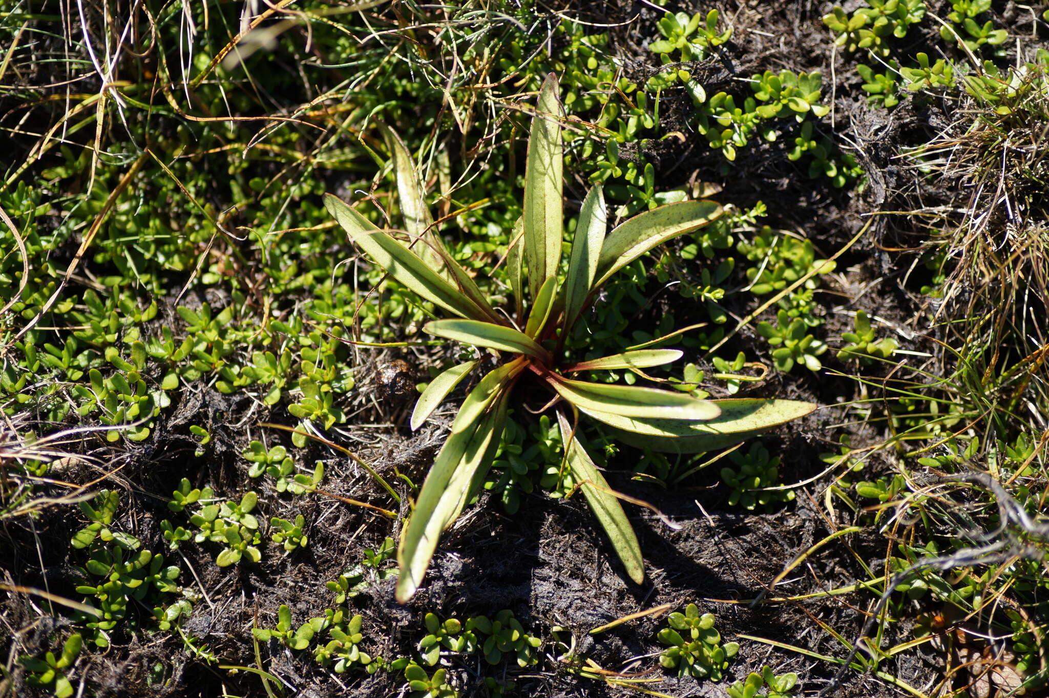 Image of Gentianella corymbifera subsp. gracilis Glenny