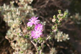 Image of Delosperma pageanum (L. Bol.) Schwant.