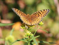 Image of Atlantis Fritillary