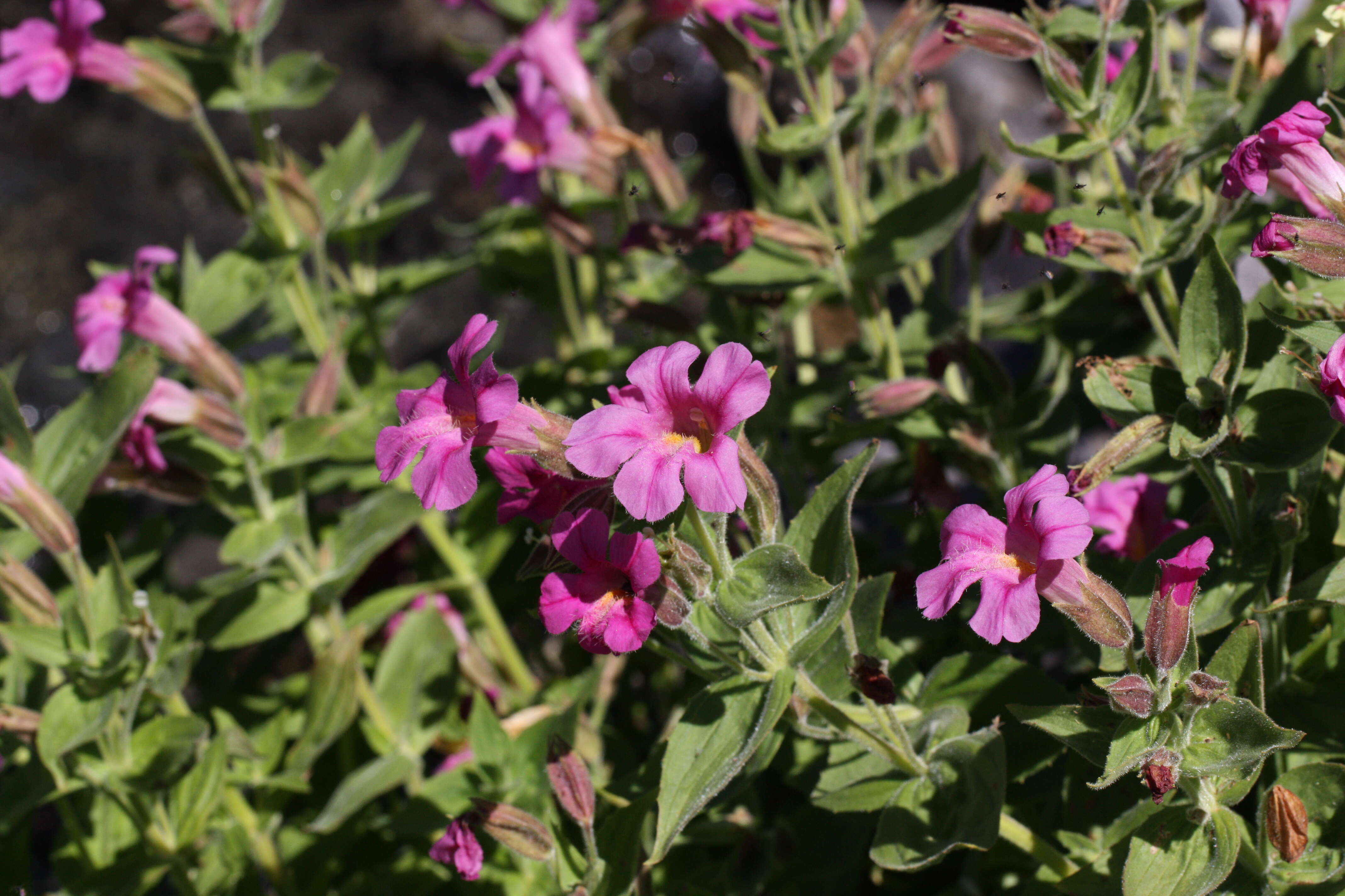 Image of Great Purple Monkey-Flower